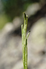 Asplenium septentrionale caucasicum