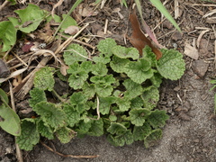 Ballota nigra