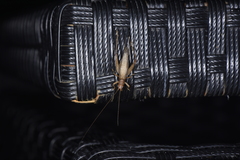Aphonoides