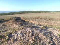 Mesembryanthemum aitonis