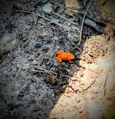 Brachycephalus rotenbergae