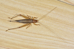 Aphonoides