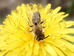 Andrena