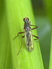 Norellia spinipes
