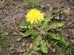 Taraxacum