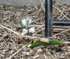 Puschkinia scilloides