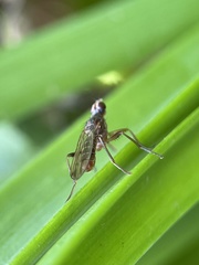Norellia spinipes