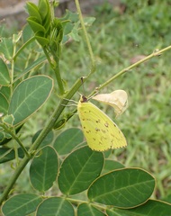 Phoebis sennae sennae