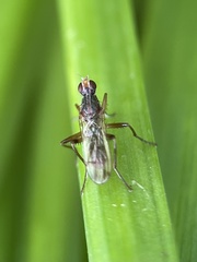 Norellia spinipes