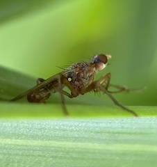 Norellia spinipes