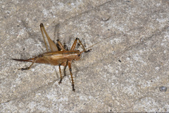 Hexacentrus fuscipes