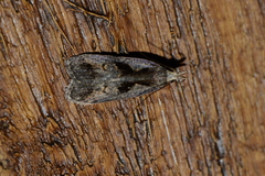 Dichomeris bilobella