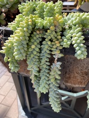 Sedum burrito