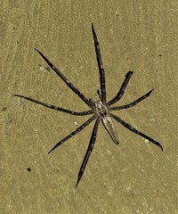 Euprosthenops