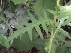 Cirsium × hybridum