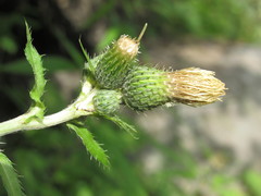 Cirsium × hybridum