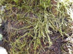 Hypnum cupressiforme filiforme