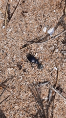 Tentyria mucronata