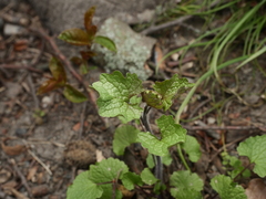 Alliaria petiolata
