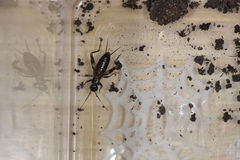 Pentacentrus