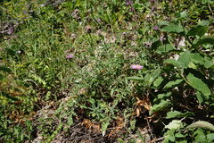 Psephellus salviifolius