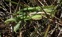 Paramantis sacra