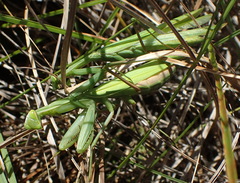 Paramantis sacra