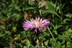 Psephellus salviifolius