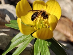 Euandrena
