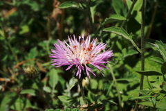 Psephellus salviifolius