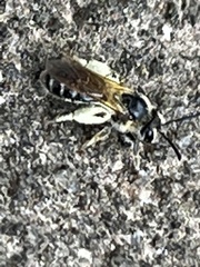 Andrena crataegi