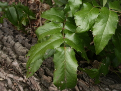 Berberis aquifolium