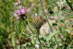 Psephellus salviifolius