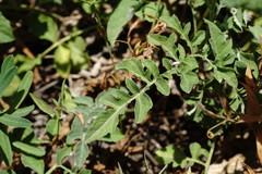 Psephellus salviifolius