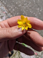 Ficaria verna verna