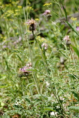 Psephellus salviifolius