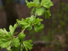 Crataegus monogyna