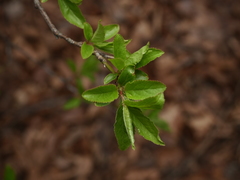 Prunus cerasifera