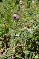 Psephellus salviifolius