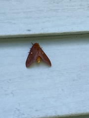 Anisota pellucida