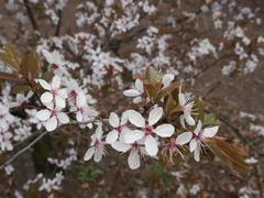 Prunus cerasifera