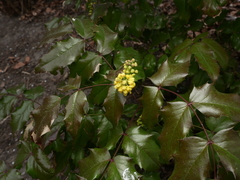 Berberis aquifolium