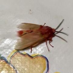 Edebessa purens