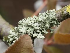Physcia tenella