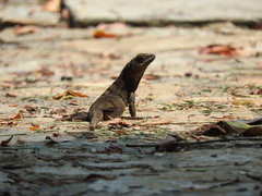 Ctenosaura oedirhina