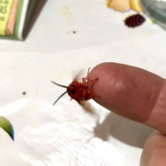 Edebessa purens