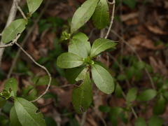 Ligustrum vulgare