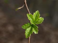 Ribes