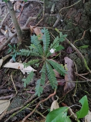 Biophytum dendroides