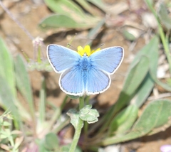 Polyommatus celina